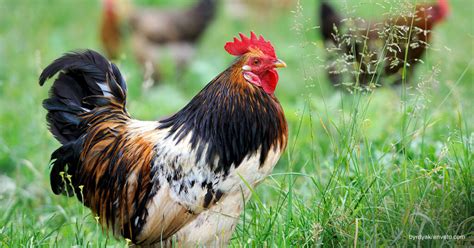 pampatapang ng manok|Iba’t ibang uri ng manok na panabong .